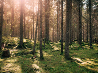 Fototapeta premium Cozy mossy green forest with warm back light in the sunset.