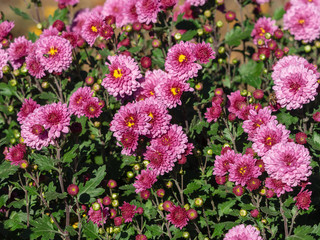 Chrysantheme des jardins (Chrysanthemum grandiflorum) lumineuse, rose pastel