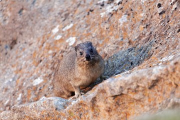 Rock hyrax (Procavia capensis) on a rock surface.