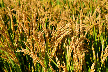 Mature rice in the field