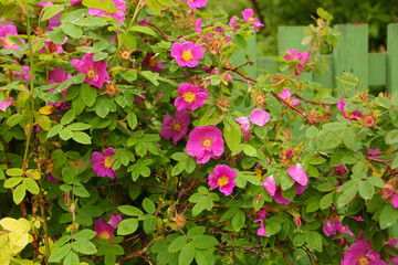 Rosa majalis - wild rose bush near a wooden fence. It yields edible hip fruits rich in vitamin C,...