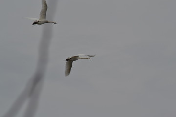 swans flying graceful lovely
