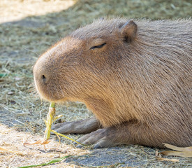 Cute Capybara (biggest mouse) eating and sleepy rest in the zoo, Tainan, Taiwan, close up shot