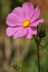 Pink Cosmos flower with a bright yellow centre.