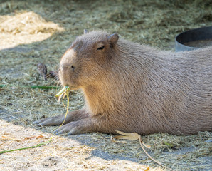 Cute Capybara (biggest mouse) eating and sleepy rest in the zoo, Tainan, Taiwan, close up shot