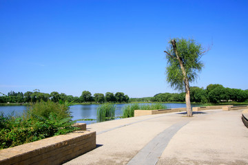 willow tree and channel in the park