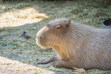 Cute Capybara (biggest mouse) eating and sleepy rest in the zoo, Tainan, Taiwan, close up shot