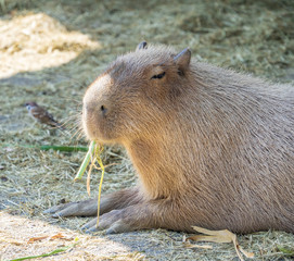 Cute Capybara (biggest mouse) eating and sleepy rest in the zoo, Tainan, Taiwan, close up shot