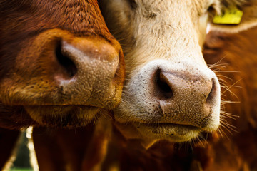 Nahaufnahme von Mündern und Nasen von 2 Kühen. Rote Kühe schnuppern neugierig nach der Kamera....