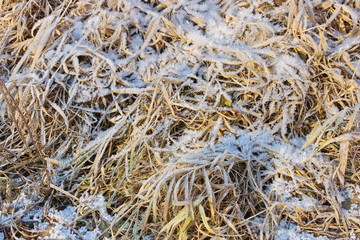 dry yellow grass covered with ice snow crystals cold frosty background