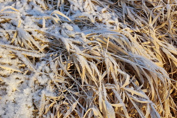 dry yellow grass covered with ice snow crystals cold frosty background