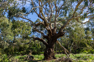 big Australian Eucalyptus tree looking up at the sky