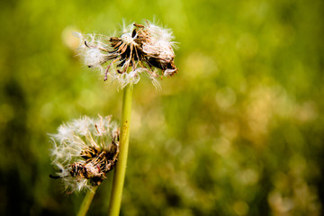 Dandelion flower heads releasing seeds close up macro photo with bokeh background out of focus due to shallow depth of field.