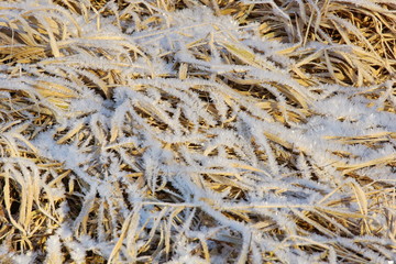 dry yellow grass covered with ice snow crystals cold frosty background