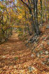 Autumn forest.