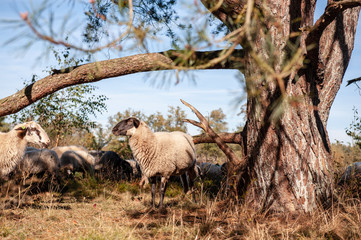 A herd of Haether Sheep grazing at the Drenthse AA area, near the Town of Zeegse, at the moorlands, in the North of the Netherlands. Image from a fall afternoon in 2018.