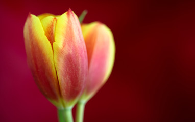 Yellow and red tulip close up photographed with selective field and very shallow depth of field on a blurred dark red background.