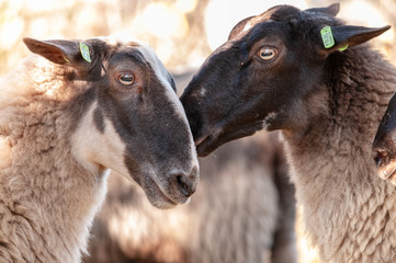 Fototapeta premium A herd of Haether Sheep grazing at the Drenthse AA area, near the Town of Zeegse, at the moorlands, in the North of the Netherlands. Image from a fall afternoon in 2018.