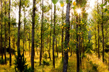 Sun between the trees, mountain landscape, Pyrenees Aragones