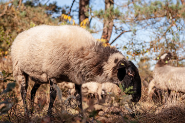 A herd of Haether Sheep grazing at the Drenthse AA area, near the Town of Zeegse, at the moorlands, in the North of the Netherlands. Image from a fall afternoon in 2018.