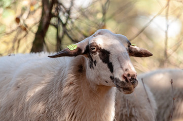 A herd of Haether Sheep grazing at the Drenthse AA area, near the Town of Zeegse, at the moorlands, in the North of the Netherlands. Image from a fall afternoon in 2018.