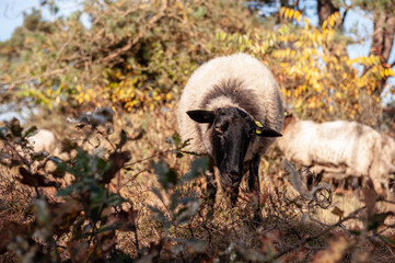 A herd of Haether Sheep grazing at the Drenthse AA area, near the Town of Zeegse, at the moorlands, in the North of the Netherlands. Image from a fall afternoon in 2018.