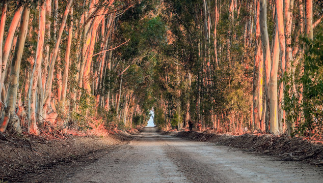 Avenue of Bluegum trees