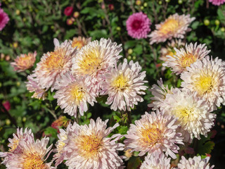 Chrysanthème des jardins (Chrysanthemum grandiflorum) teintée de blanc et rose clair.
