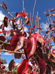 Fototapeta na wymiar red leaves on a tree against sky