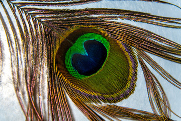 peacock, feather