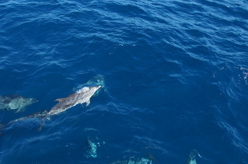 Fototapeta premium Delphin