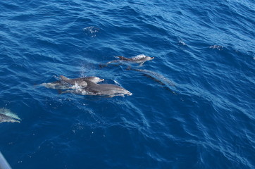 Delphin