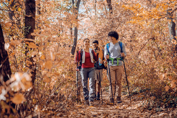 Hikers exploring forest.