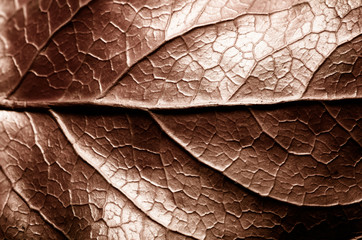 Brown sepia toned dry leaf rugged surface structure extreme macro closeup photo with midrib parallel to the frame and visible leaf veins and grooves as a natural texture biology background.
