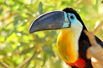 toucan on a branch