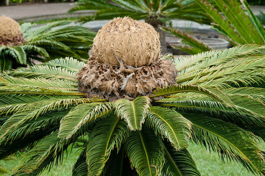 Japanischer Palmfarn auf Madeira