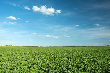 Beet field, horizon and blue sky