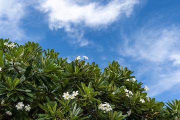 green leaves and blue sky in hawaii