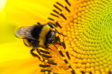 Bumble bee pollinator collecting pollen on the disc surface of a yellow fresh sunflower during Spring and Summer close up macro photo.