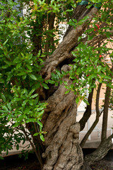 Granatapfelbaum
