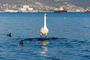 Obraz premium swan in the sea