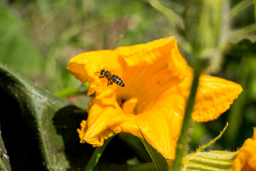The pumpkin flower in the garden