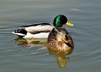 pato azulones