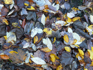 Wet fallen dead leaves on the ground in shades of brown and yellow in late autumn full frame backgeouns
