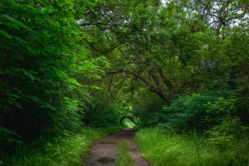 Bosque