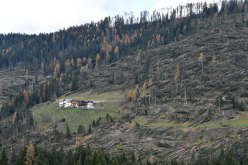 Lake Carezza, Bolzano province, South tyrol, Italy Storm effects shows fallen and uprooted trees in...