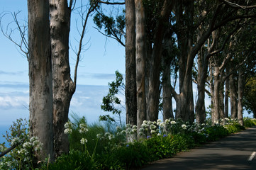 Fototapeta premium Eukalyptusbäume auf Madeira