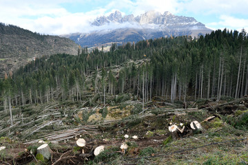 Lake Carezza, Bolzano province, South tyrol, Italy Storm effects shows fallen and uprooted trees in...