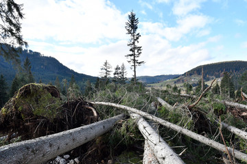 Fototapeta na wymiar Lake Carezza, Bolzano province, South tyrol, Italy. Fallen trees - trees uprooted by a storm