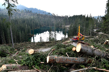 Lake Carezza, Bolzano province, South tyrol, Italy. Fallen trees - trees uprooted by a storm